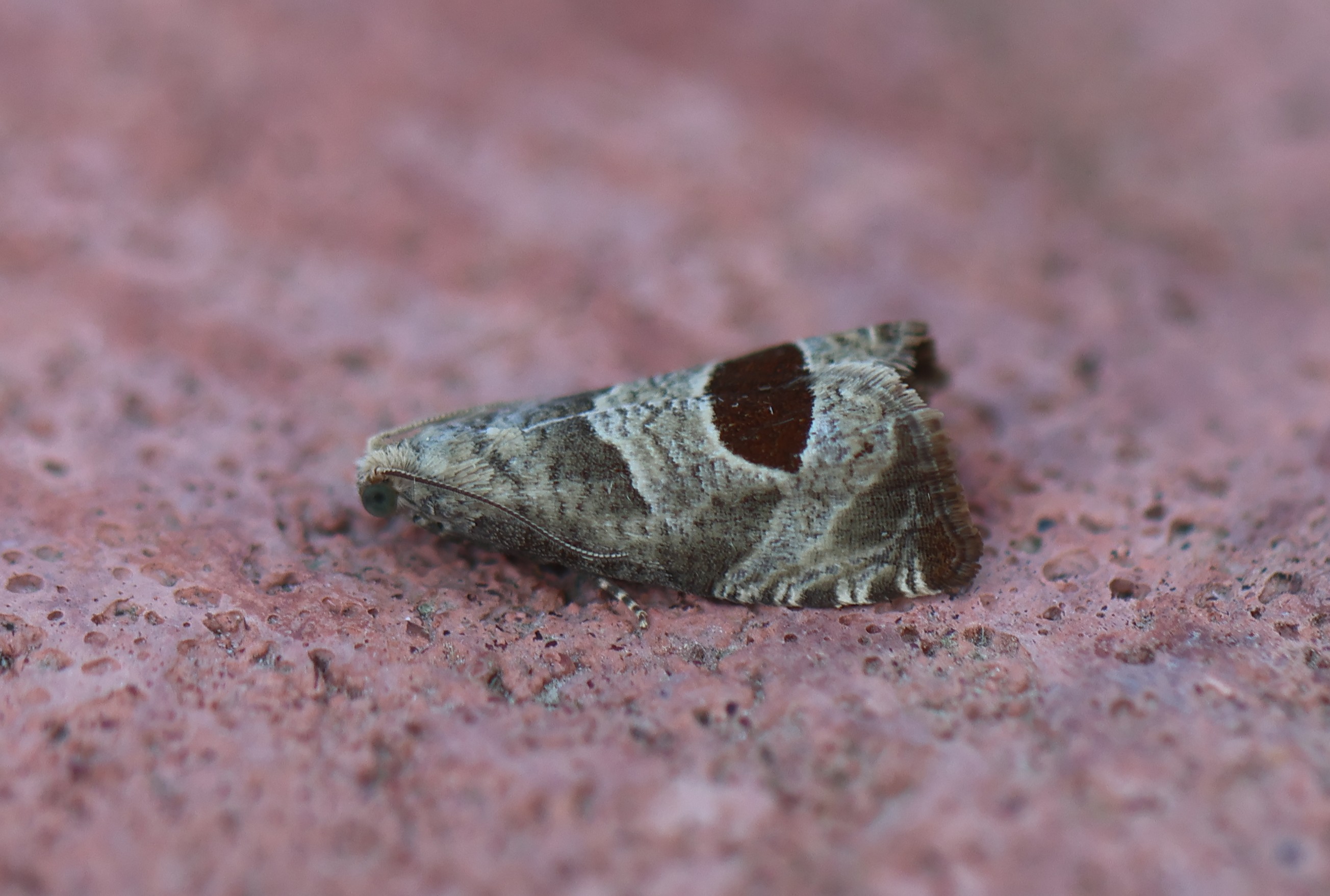 Photo of Bramble Shoot Moth (Notocelia uddmanniana)